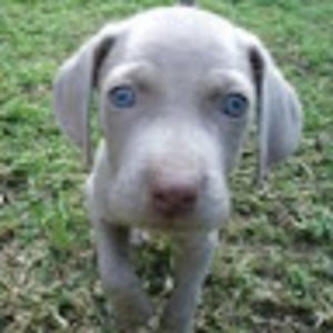 Meet your Posher, Reagan